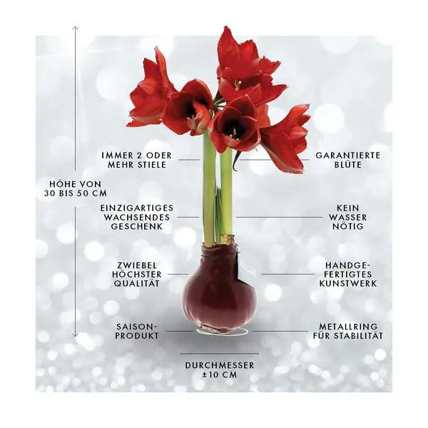 No Water Flowers® (wax amaryllis) | Fashionz Cozy Teddy - Dark Grey + Red flower  BotanicBridge