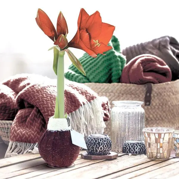 No Water Flowers® (wax amaryllis) | Fashionz Cozy Wooly - Bordeaux + Red flower  BotanicBridge