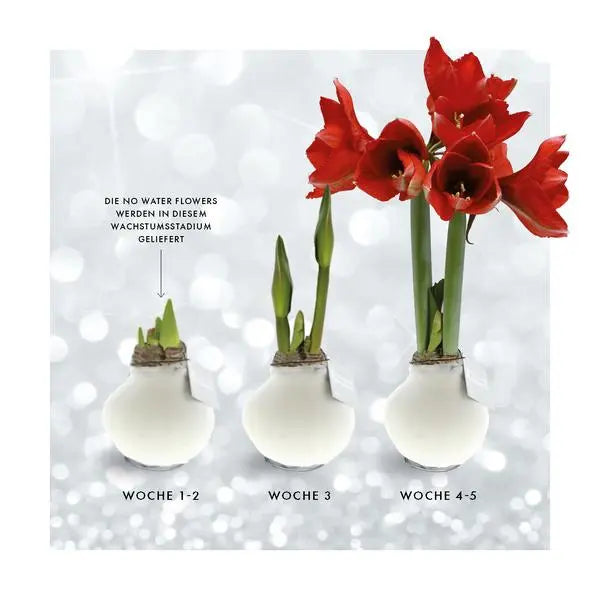 No Water Flowers® (wax amaryllis) | Fashionz Elegant - Bordeaux + Red flower  BotanicBridge