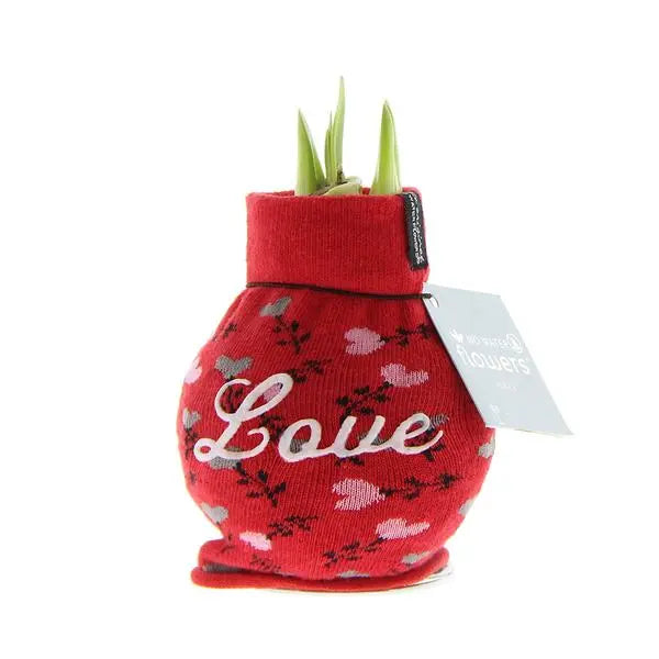 No Water Flowers® (wax amaryllis) | Fashionz Love - Red + Red flower  BotanicBridge