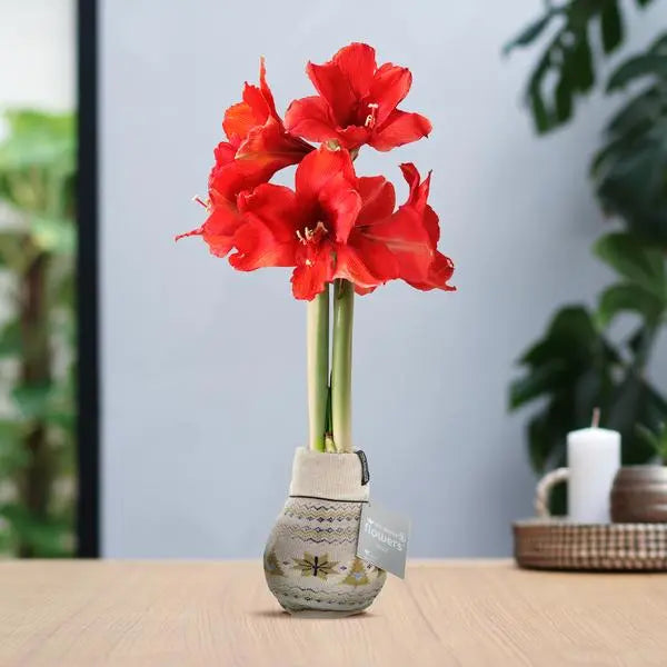 No Water Flowers® (wax amaryllis) | Fashionz Nordic - Beige + Red flower  BotanicBridge