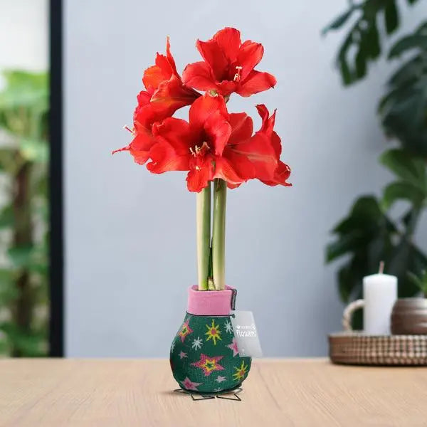 No Water Flowers® (wax amaryllis) | Fashionz Patterns Disco - Green + Red flower  BotanicBridge