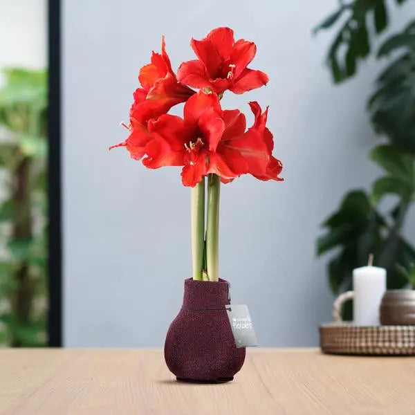 No Water Flowers® (wax amaryllis) | Fashionz Patternz Shine - Bordeaux + Red flower  BotanicBridge