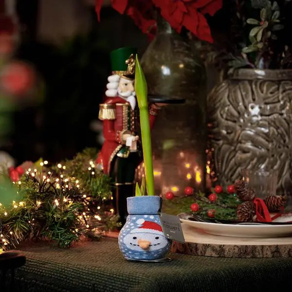 No Water Flowers® (wax amaryllis) | Fashionz Xmas Fun Classic - Snowman + Red flower  BotanicBridge