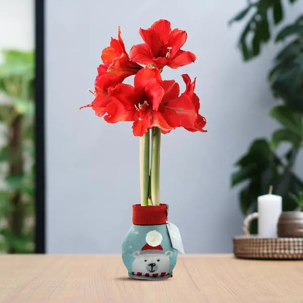 No Water Flowers® (wax amaryllis) | Fashionz Xmas Fun Silly - Ice Bear + Red flower  BotanicBridge