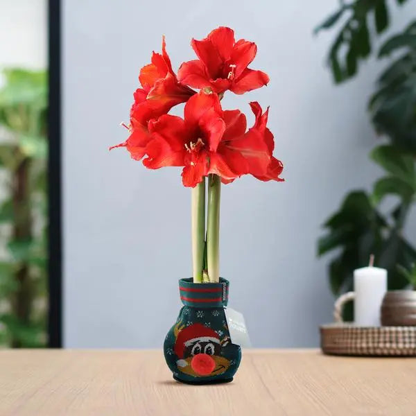 No Water Flowers® (wax amaryllis) | Fashionz Xmas Fun Silly - Rudolp Green + Red flower  BotanicBridge