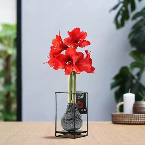 No Water Flowers® (wax amaryllis) | Formz Industrial - Black + Red flower  BotanicBridge