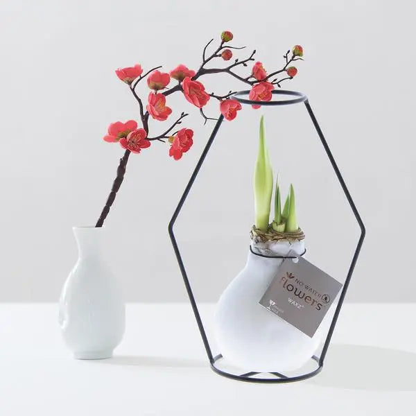 No Water Flowers® (wax amaryllis) | Formz Modern - White + Red flower  BotanicBridge