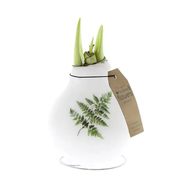 No Water Flowers® (wax amaryllis) | Naturalz Botanical - Fern + White flower  BotanicBridge