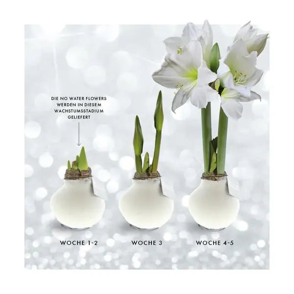 No Water Flowers® (wax amaryllis) | Naturalz Botanical - Fern + White flower  BotanicBridge