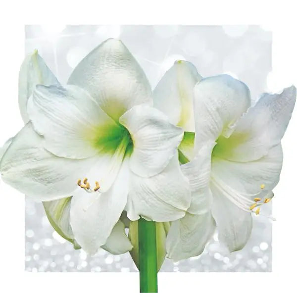 No Water Flowers® (wax amaryllis) | Naturalz Botanical - Monstera + White flower  BotanicBridge