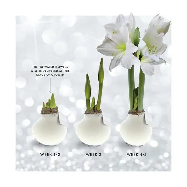 No Water Flowers® (wax amaryllis) | Naturalz Botanical - Monstera + White flower  BotanicBridge