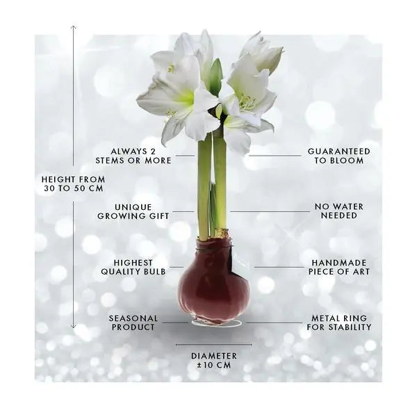 No Water Flowers® (wax amaryllis) | Naturalz Botanical - Monstera + White flower  BotanicBridge