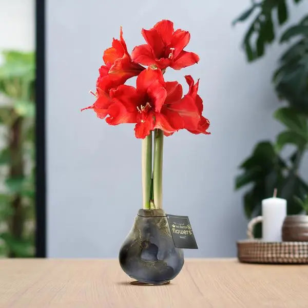 No Water Flowers® (wax amaryllis) | Univerz Jupiter - Black + Red flower  BotanicBridge