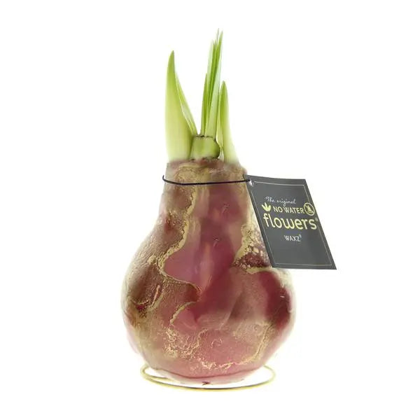 No Water Flowers® (wax amaryllis) | Univerz Jupiter - Bordeaux + Red flower  BotanicBridge