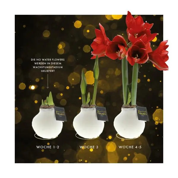 No Water Flowers® (wax amaryllis) | Univerz Jupiter - Bordeaux + Red flower  BotanicBridge