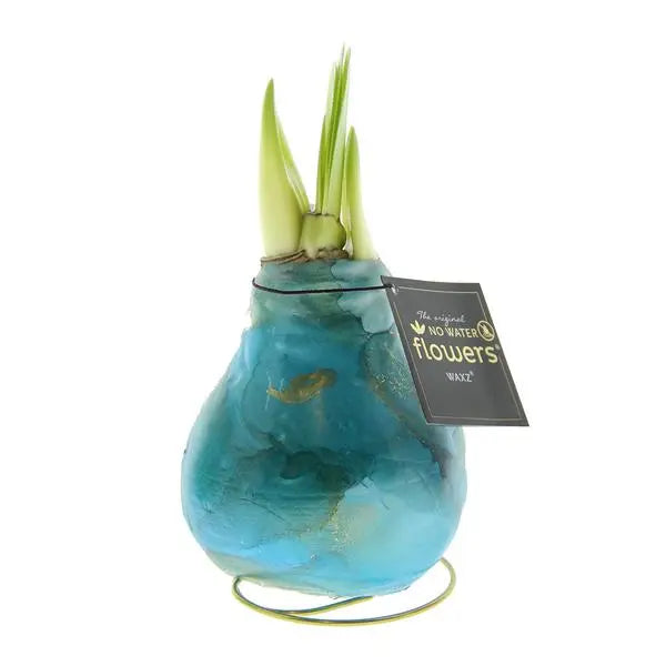 No Water Flowers® (wax amaryllis) | Univerz Saturnus - Aqua + Red flower  BotanicBridge