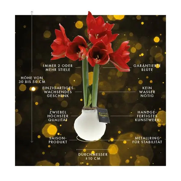 No Water Flowers® (wax amaryllis) | Univerz Saturnus - Aqua + Red flower  BotanicBridge