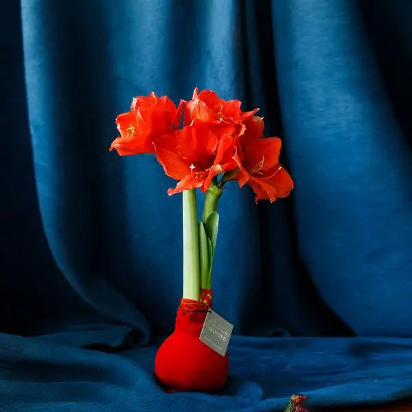 No Water Flowers® (wax amaryllis) | Velvet Touchz® - Red + Red flower  BotanicBridge