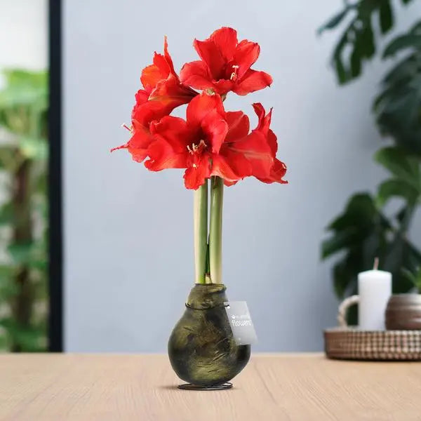 No Water Flowers® (wax amaryllis) | Waxz® Antiquez - Gold + Red flower  BotanicBridge