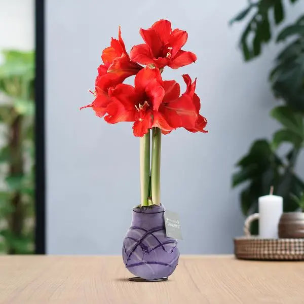 No Water Flowers® (wax amaryllis) | Waxz® Art Monet - Pastel Purple + Red flower  BotanicBridge