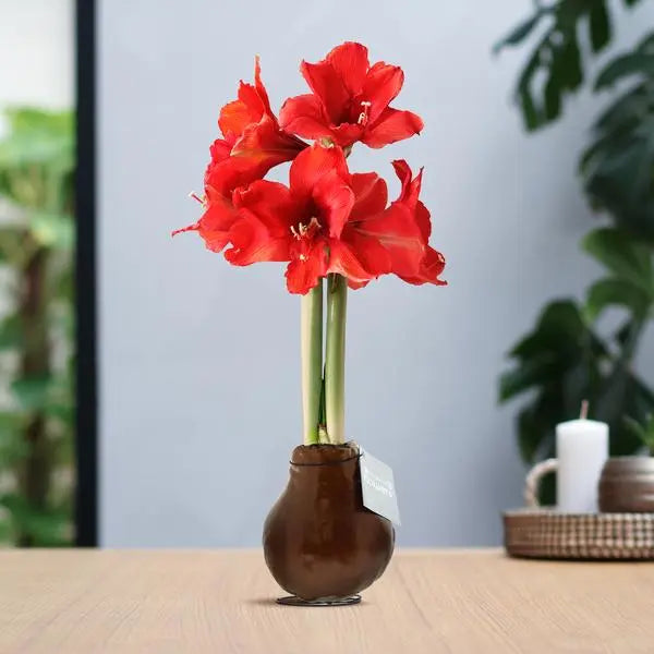 No Water Flowers® (wax amaryllis) | Waxz® Metallic - Copper + Red flower  BotanicBridge