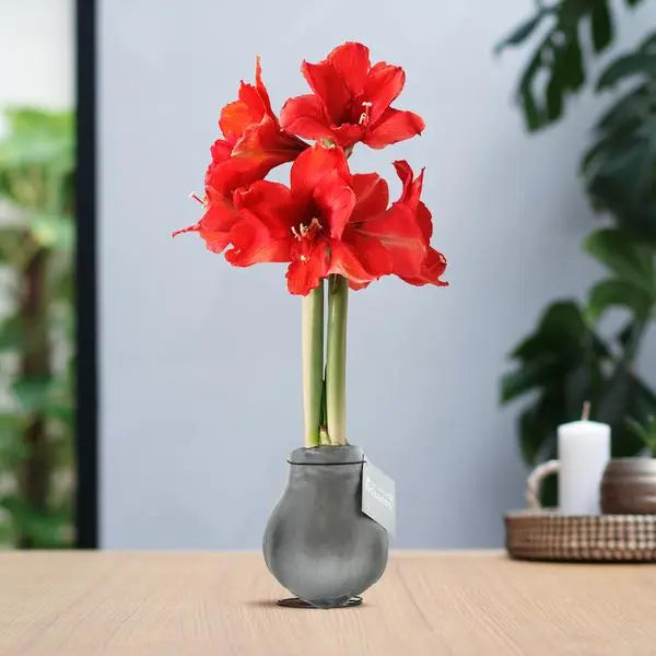 No Water Flowers® (wax amaryllis) | Waxz® Metallic - Silver + Red flower  BotanicBridge