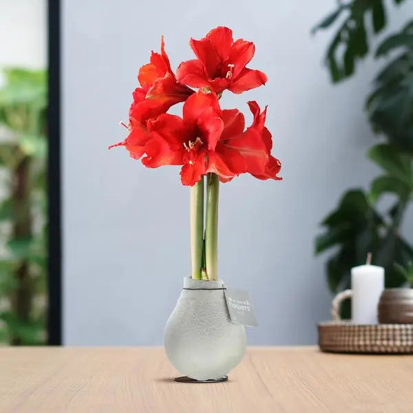 No Water Flowers® (wax amaryllis) | Waxz® Snow - White + Red flower  BotanicBridge