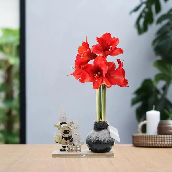 No Water Flowers® (wax amaryllis) | Winter Wonderland - Rudolp black + Red flower  BotanicBridge