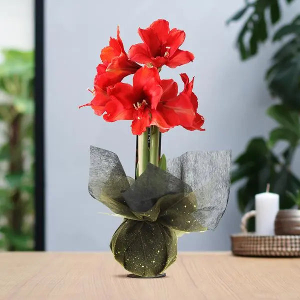 No Water Flowers® (wax amaryllis) | Wrapz - Gold + Red flower  BotanicBridge