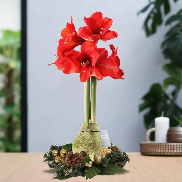 No Water Flowers® (wax amaryllis) | Wreath Christmas - Gold + Red flower  BotanicBridge