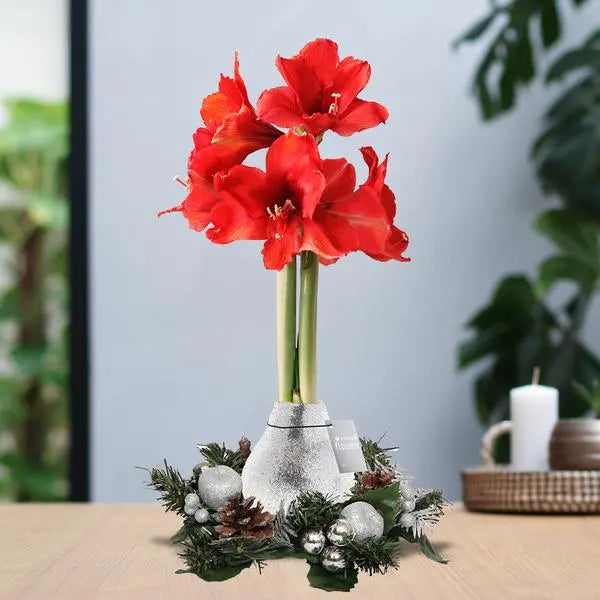 No Water Flowers® (wax amaryllis) | Wreath Christmas - Silver + Red flower  BotanicBridge