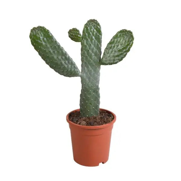 Opuntia consulea - 17cm - zonder pot  BotanicBridge