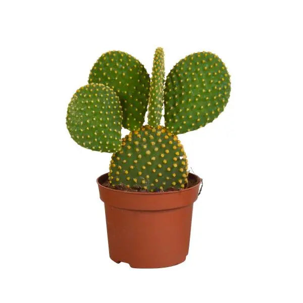 Opuntia microdasys - 12cm - zonder pot  BotanicBridge