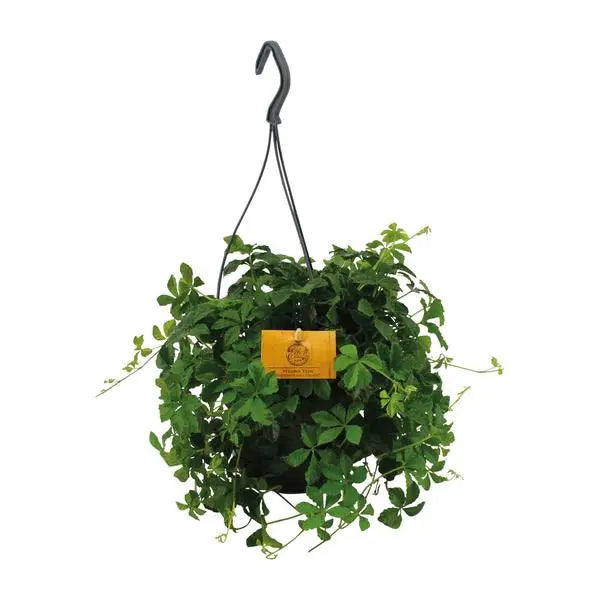 Parthenocissus Striatha Hang - Ø15cm - ↕15cm  BotanicBridge