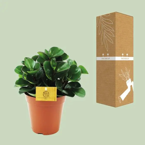 Peperomia Burning Bush - Ø15cm - ↕25cm  BotanicBridge