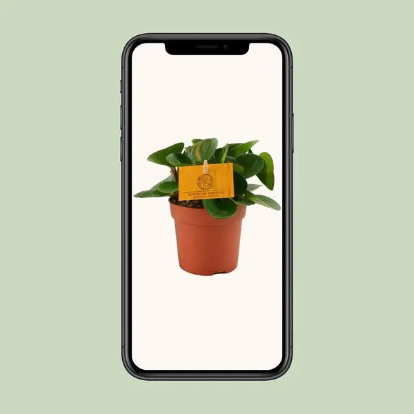 Peperomia Obtipan - Ø11cm - ↕15cm  BotanicBridge