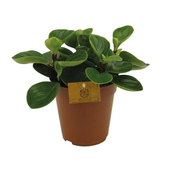 Peperomia Red Canyon - Ø15cm - ↕25cm  BotanicBridge