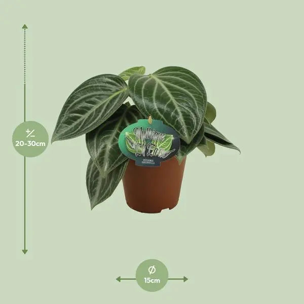 Peperomia Sarcophylla - Ø15cm - ↕25cm  BotanicBridge