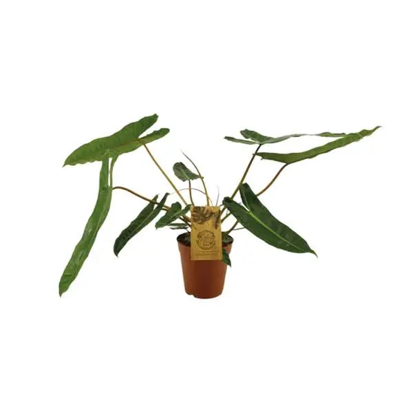 Philodendron Billetiae - Ø15cm - ↕50cm  BotanicBridge