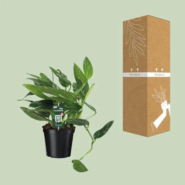 Philodendron Cobra Toef - Ø17cm - ↕50cm  BotanicBridge