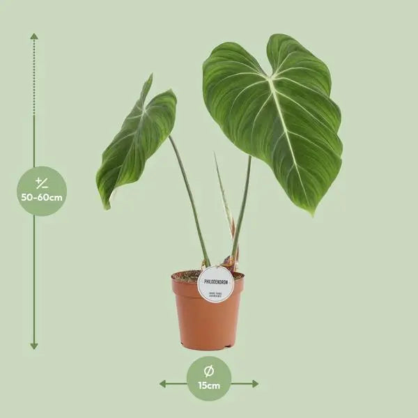 Philodendron Gloriosum - Ø15cm - ↕45cm  BotanicBridge