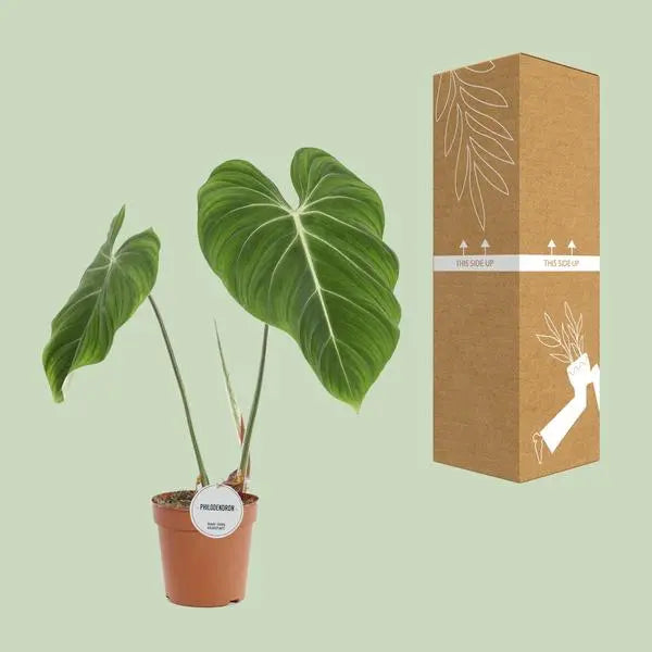 Philodendron Gloriosum - Ø15cm - ↕45cm  BotanicBridge