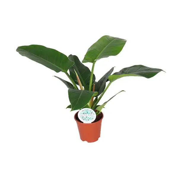 Philodendron Imperial Green - Ø17cm - ↕50cm  BotanicBridge