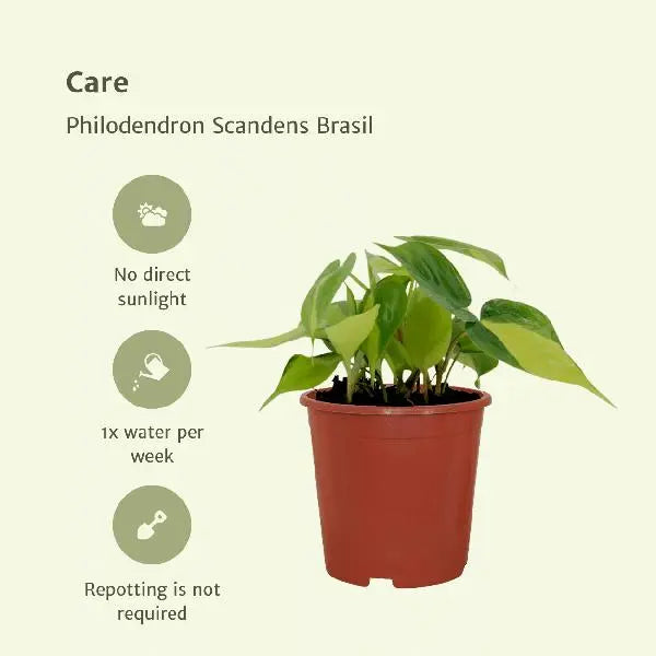 Philodendron Scandens Brasil - 4 stuks - Ø12cm - ↕15cm  BotanicBridge