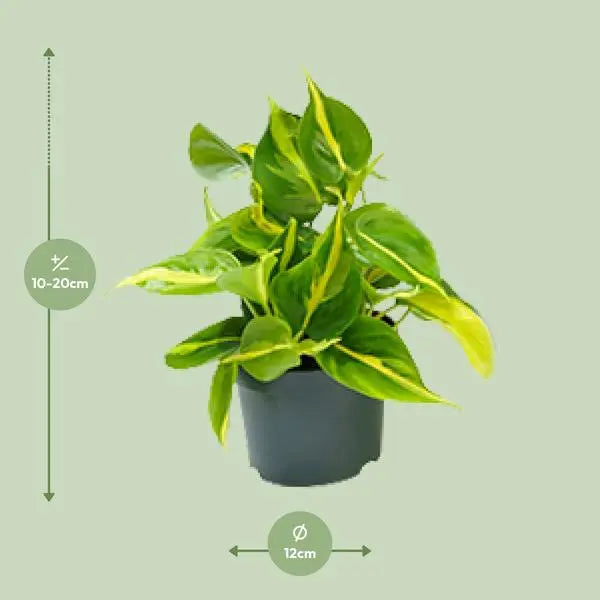 Philodendron Scandens Brasil - Ø12cm - ↕15cm  BotanicBridge