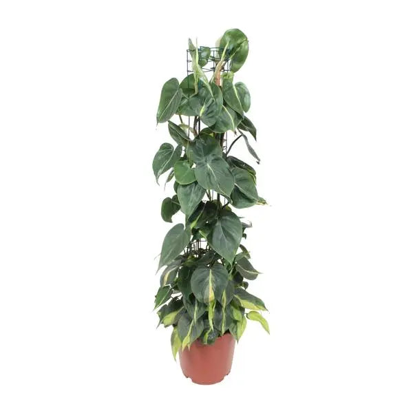 Philodendron Scandens Brasil - Ø24cm - ↕120cm  BotanicBridge