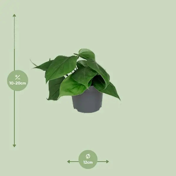 Philodendron Scandens - Ø12cm - ↕15cm  BotanicBridge