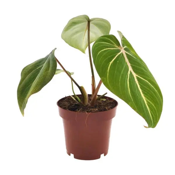 Philodendron Selloum Atom - Ø12cm - ↕25cm  BotanicBridge