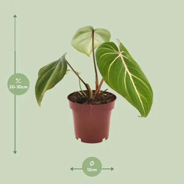 Philodendron Selloum Atom - Ø12cm - ↕25cm  BotanicBridge